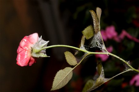 trandaf_rosumic2012_0419_195605
