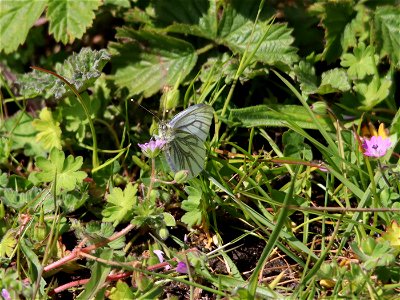 Tiny Pink Flower and...