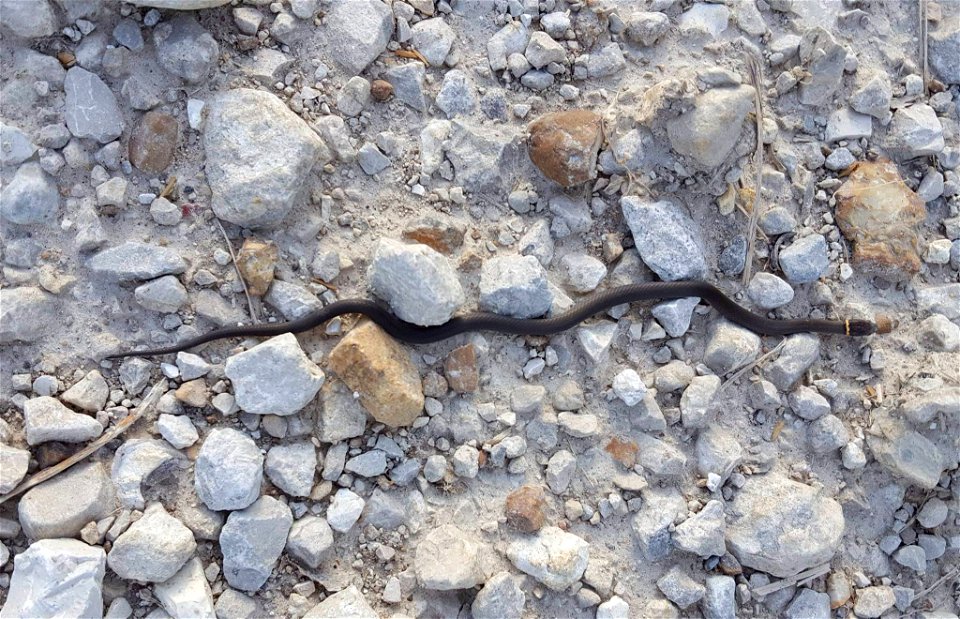 Prairie ring-necked snake