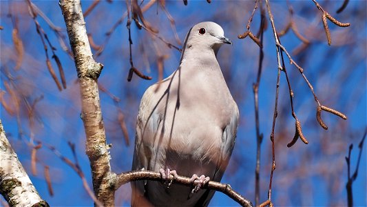 Türkentaube in der Birke