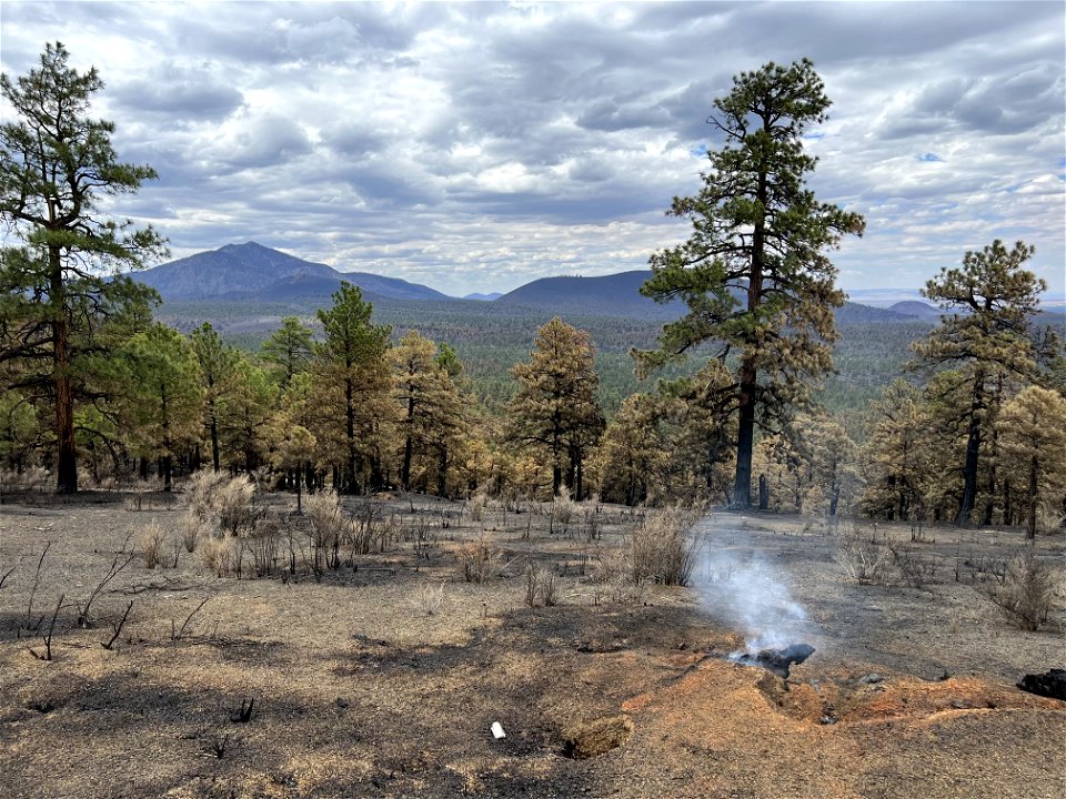 Low soil burn severity on Haywire Fire