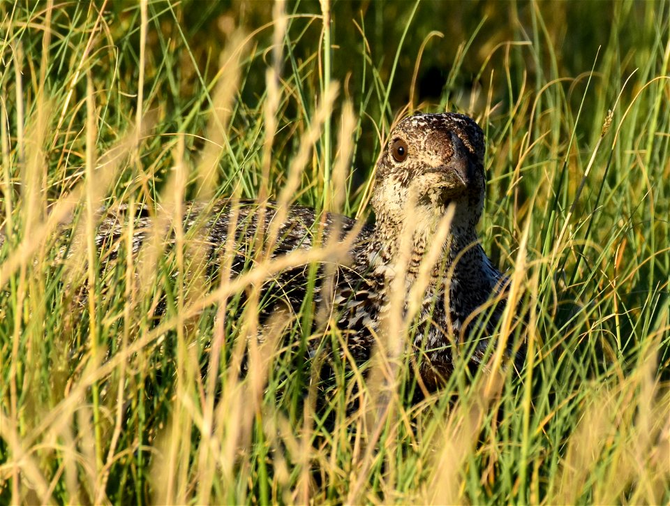 Greater sage-grouse at Seedskadee National Wildlife Refuge