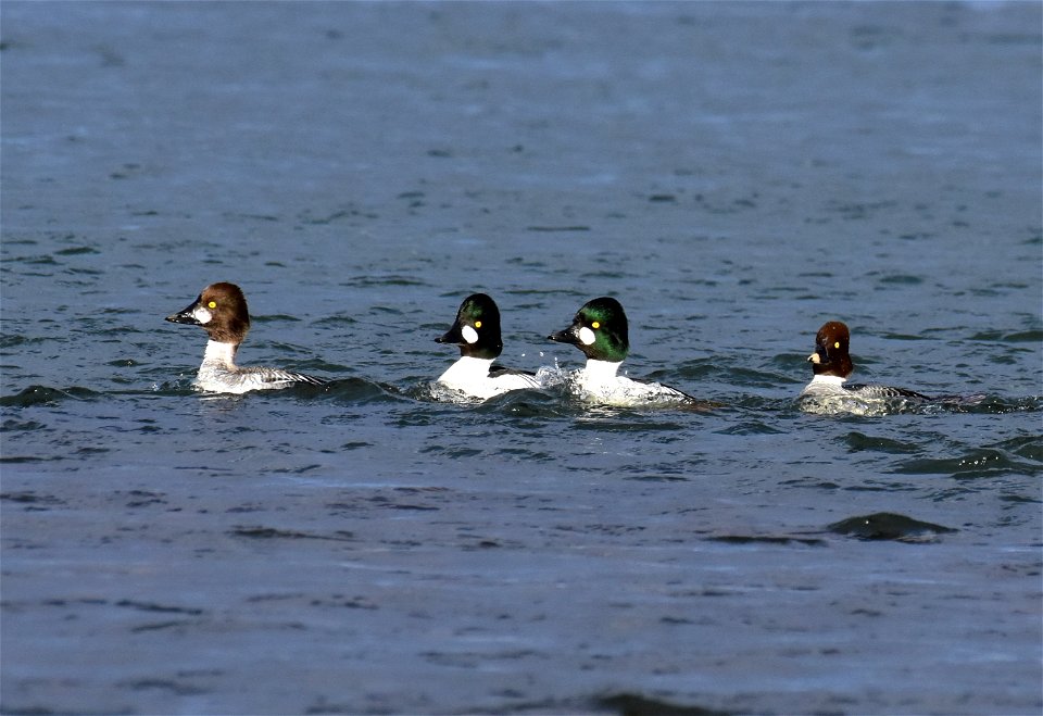 Common goldeneye at Seedskadee National Wildlife Refuge