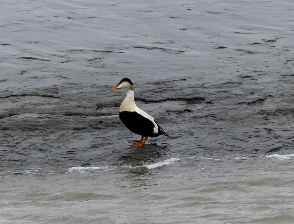 Common eider male