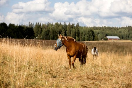 Lintupajun hevostila, Jokioinen photo