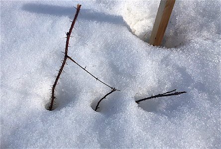 A Frozen Rose By Any Other Name