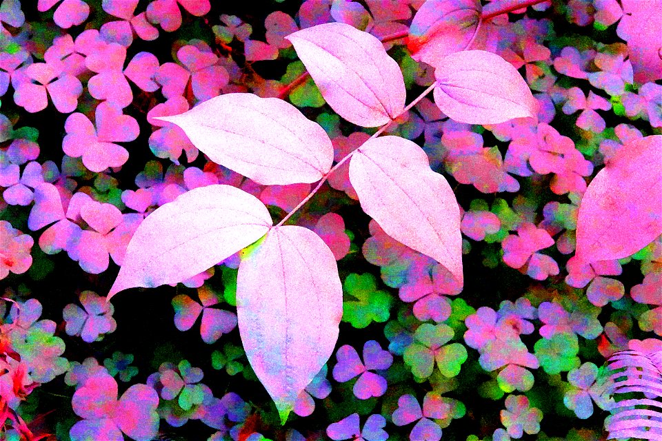 PHOTOSHOP WATERCOLOR STUDIES - Dust on roadside plants, del norte co, ca -13