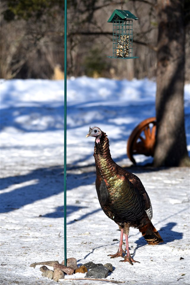 Wild turkey at a suet feeder