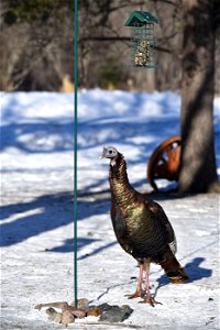 Wild turkey at a suet feeder photo