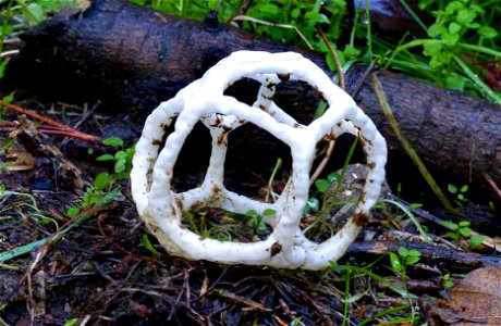 Basket Fungi. photo