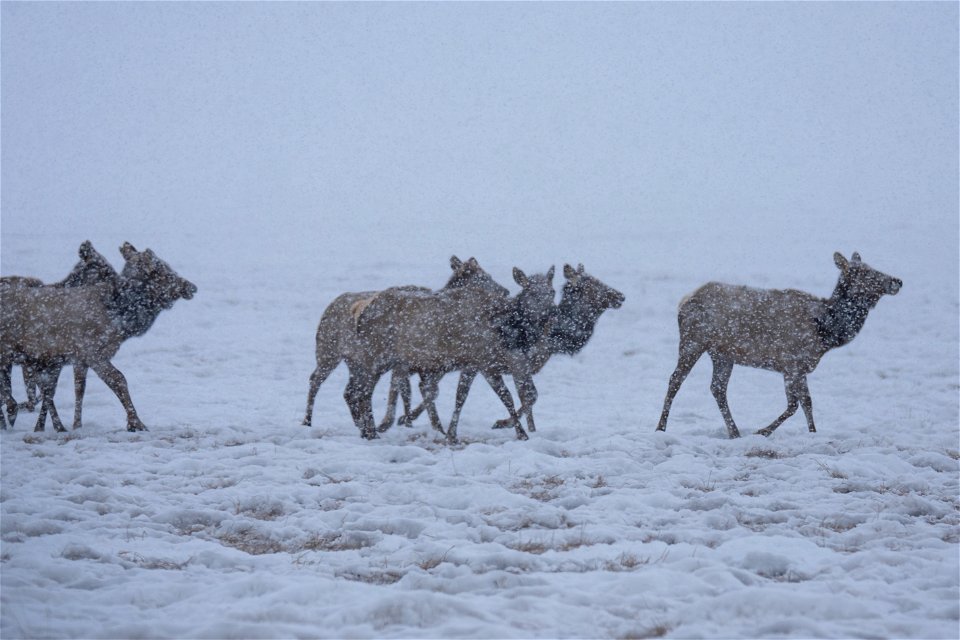 Wintering Elk on the National Elk Refuge
