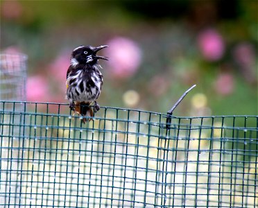New holland honeyeater belting out a song