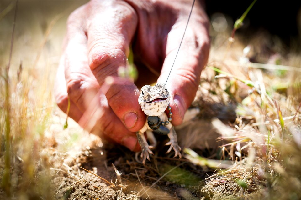 Blunt-nosed Leopard Lizard release at Panoche Plateau