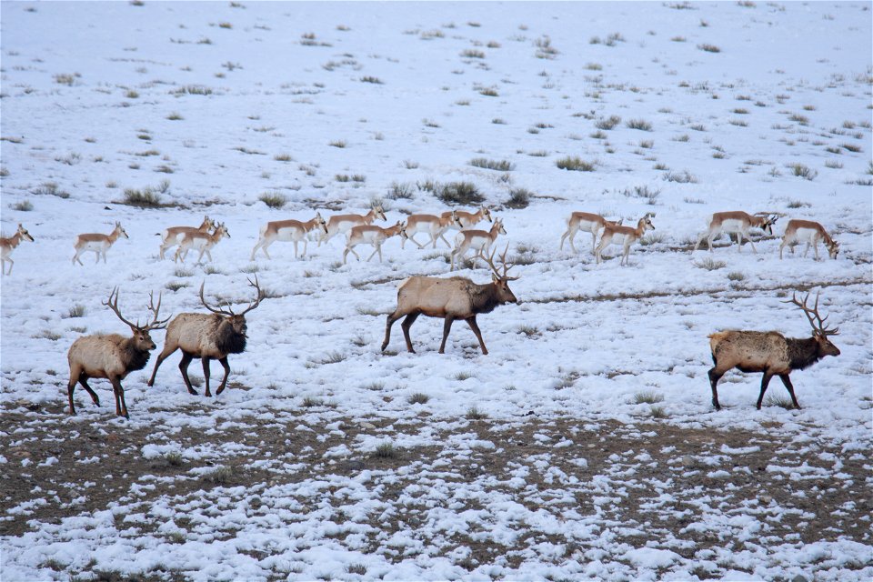Bull Elk & Pronghorn Walking 2_Castle
