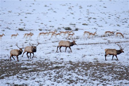 Bull Elk & Pronghorn Walking 2_Castle photo