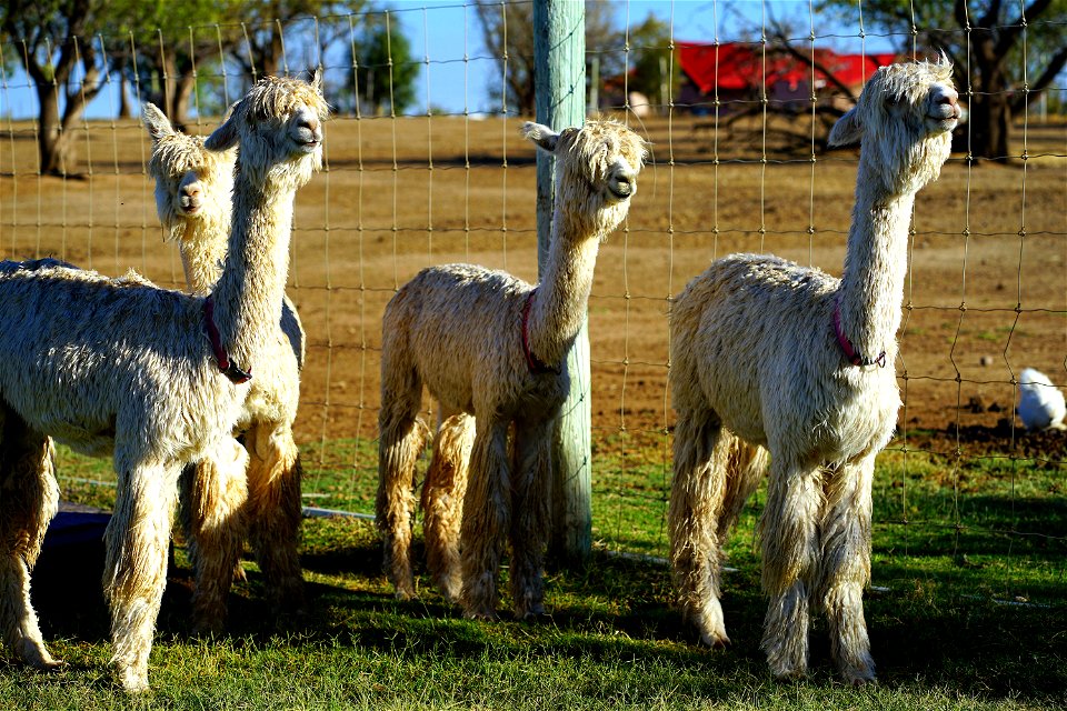 Suri girls checking out the new boy.