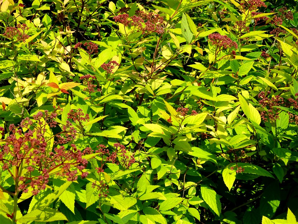 Spirée du Japon, Spirea japonica, Rosacées