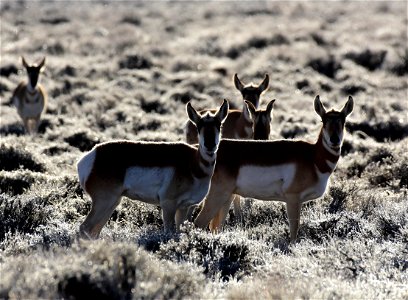 Pronghorn at Seedskadee National Wildlife Refuge photo