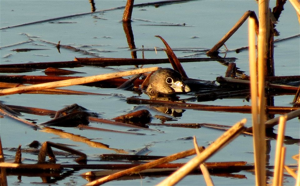 Pied-billed grebe