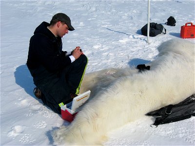 A Polar Bear Biologist Labels Blood Samples from a Bear photo