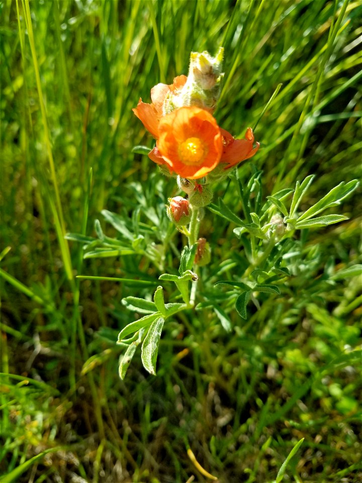 Scarlet Globemallow Lake Andes Wetland Management District South Dakota