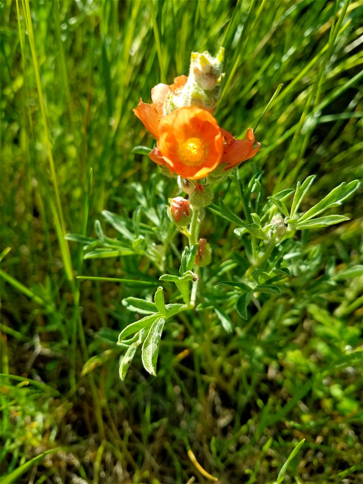 Scarlet Globemallow Lake Andes Wetland Management District South Dakota photo