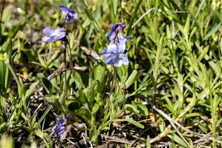 Viola adunca