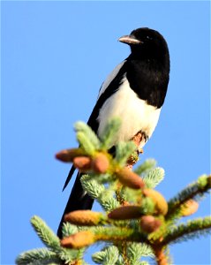 Black-billed magpie at Seedskadee National Wildlife Refuge