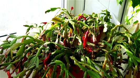 Christmas-cacti_2023_0208_151824