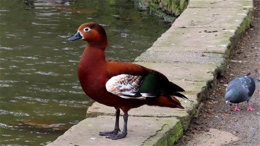 Ornamental Duck 2 photo