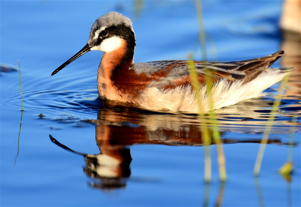 Wilson's phalarope at Seedskadee National Wildlife Refuge