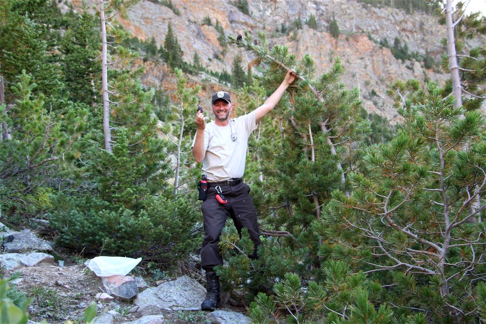 Whitebark Pinecone Collection