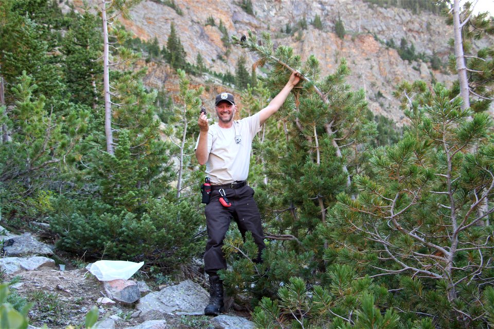 Whitebark Pinecone Collection photo