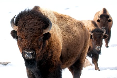 Bison on the National Elk Refuge