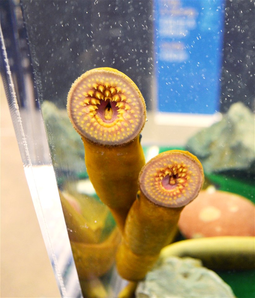 Duluth Boat Show - Sea Lamprey Booth