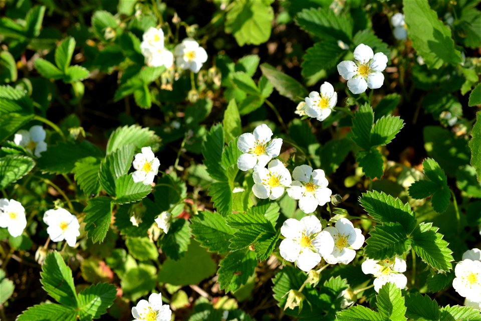 Wild Strawberry flowers