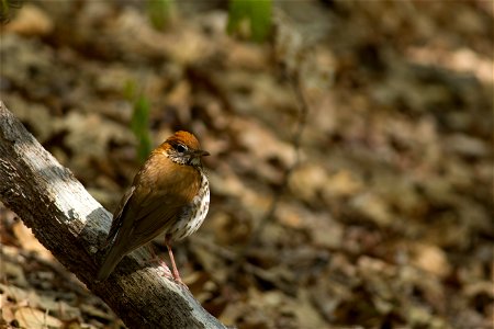 Wood Thrush photo