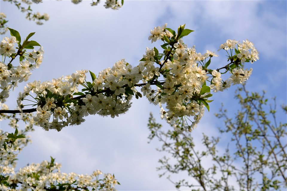 Spring ,April 2023