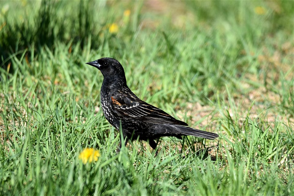 Red-winged blackbird (non-breeding male)