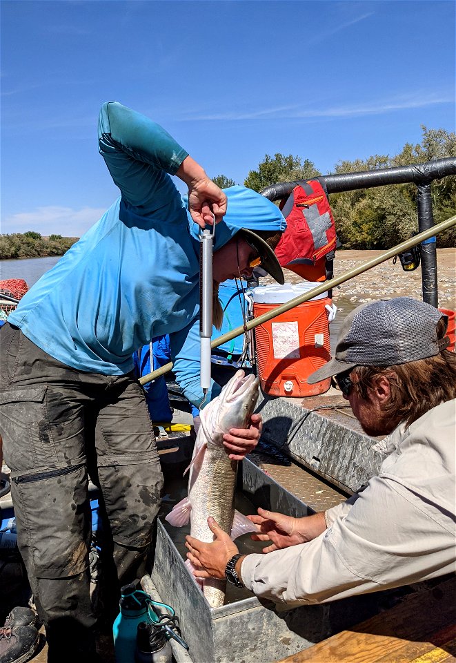 Colorado Pikeminnow photo