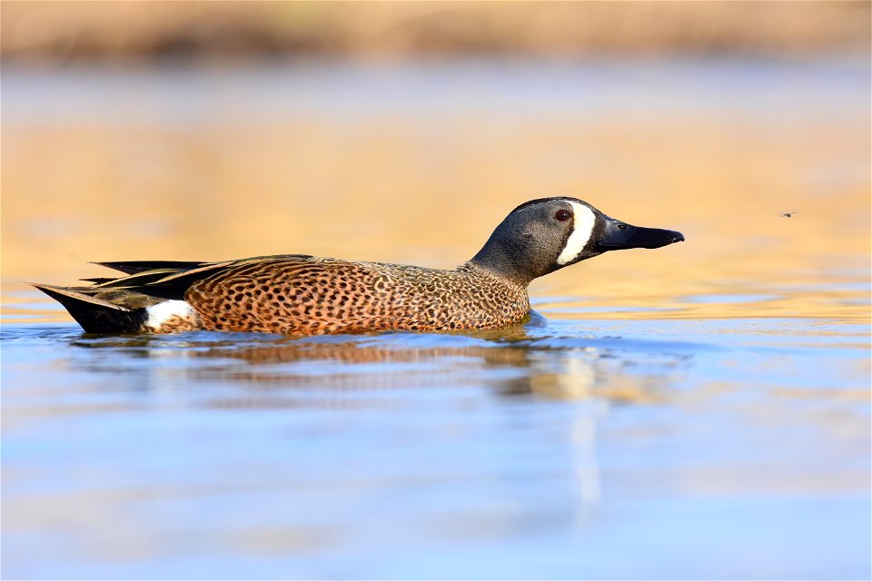 Blue-winged teal at Seedskadee National Wildlife Refuge