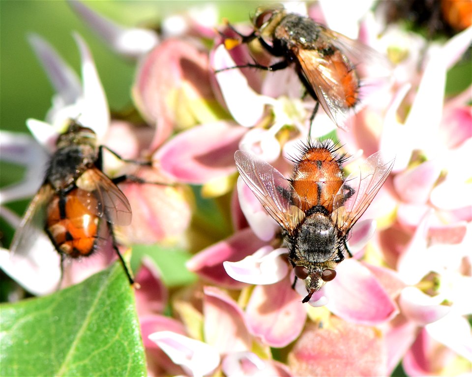 Bristle or Tachinid fly (Peleteria iterans)  at Seedskadee NWR Wyoming