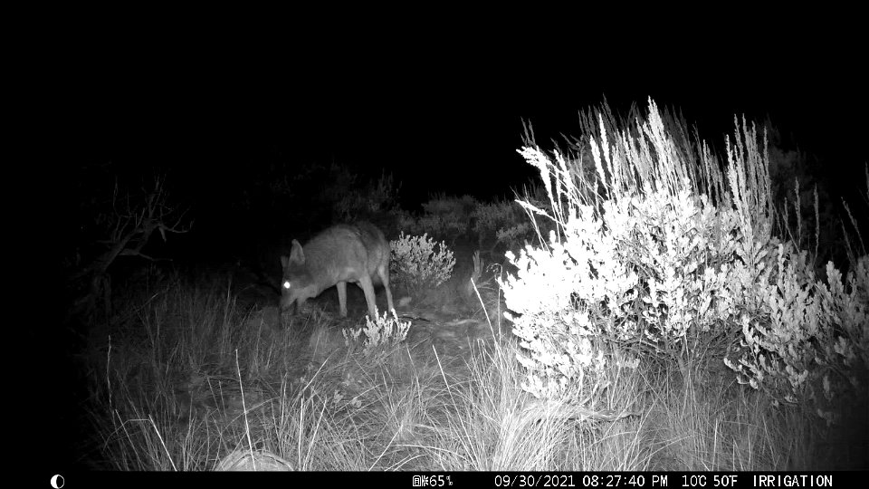 Coyote on the National Elk Refuge photo