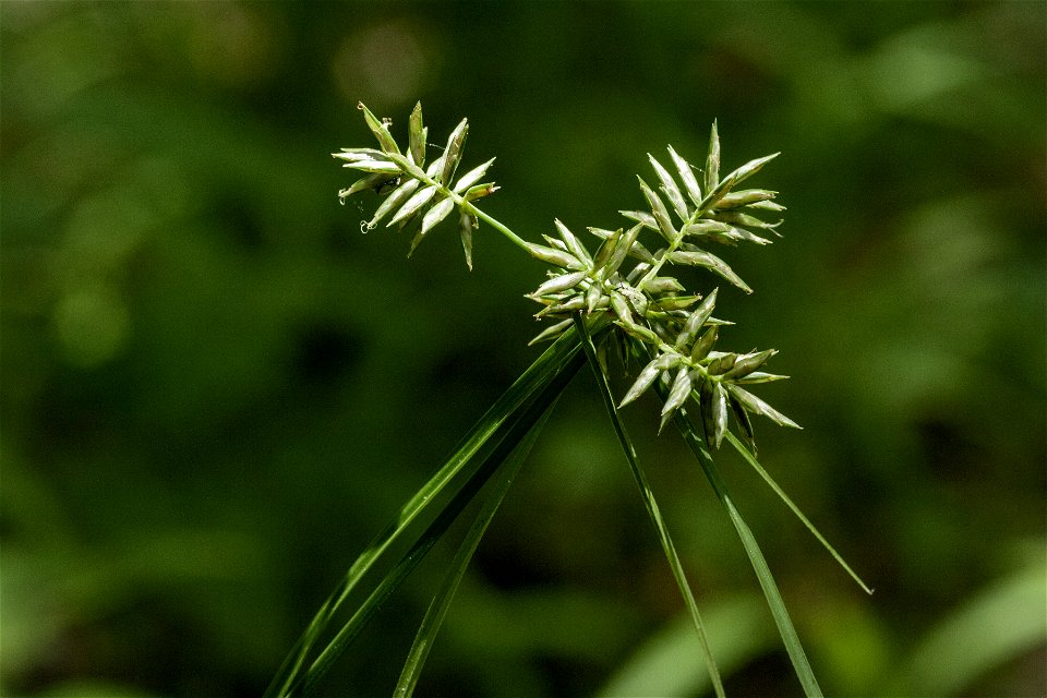 Cyperus pallidicolor