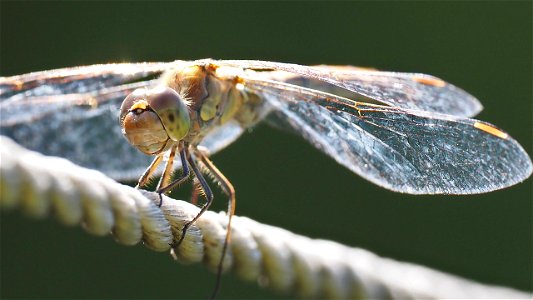 Sympetrum striolatum (Große Heidelibelle) - Weibchen, Frontalansicht