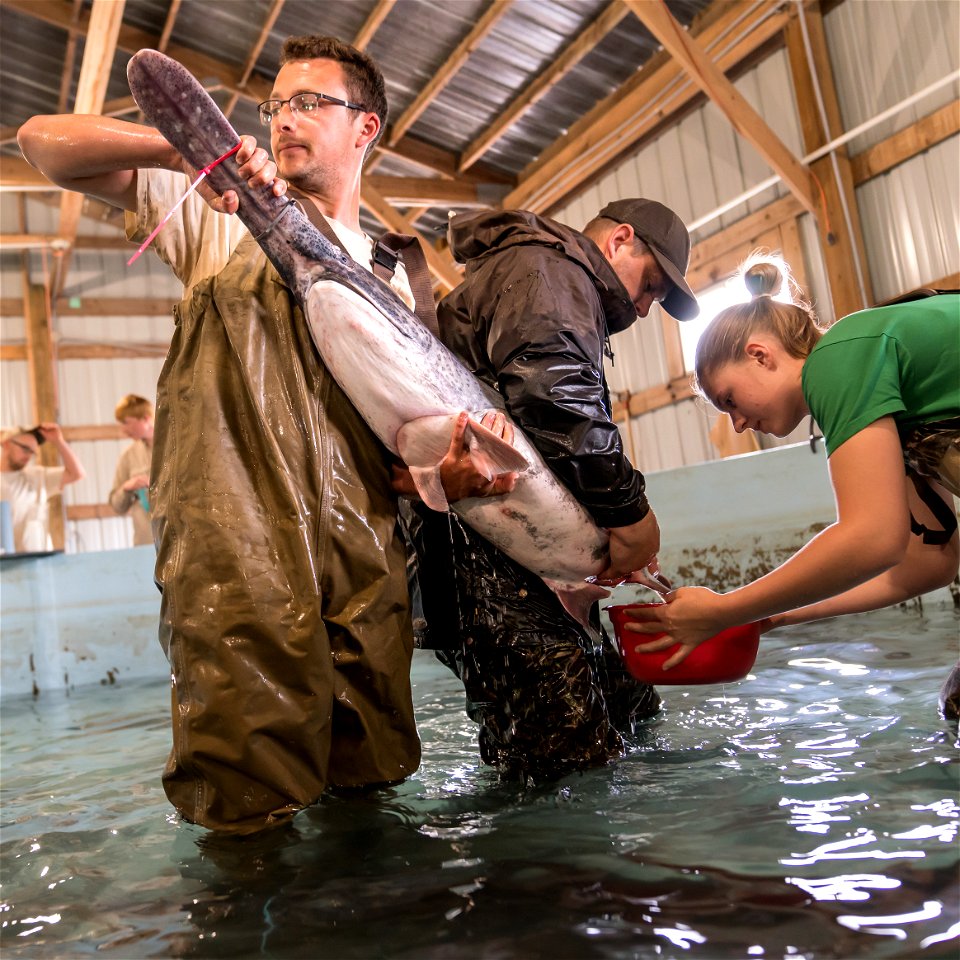 Spawning a Female Paddlefish