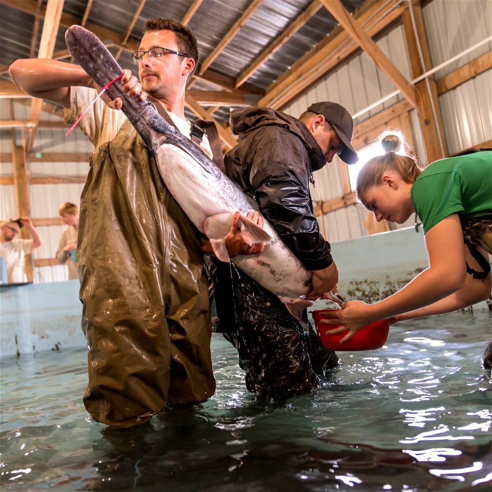 Spawning a Female Paddlefish photo