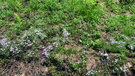 Green Mountain Trail, Mt. Baker-Snoqualmie National Forest. Video by Sydney Corral June 28, 2021 photo