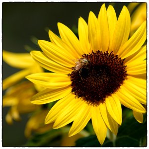 Honeybee on sunflower photo