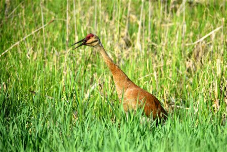 Sandhill crane photo